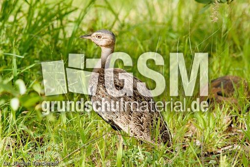 Rotschopftrappe (2 von 3).jpg